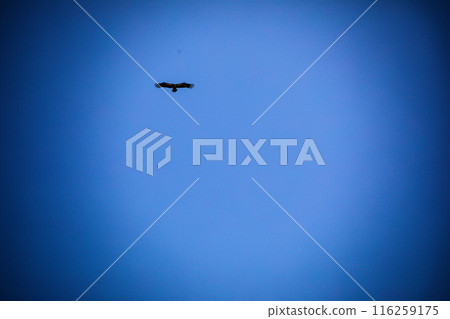 Kenyan Bird Vultures Wildlife Animals Wild Maasai Mara National Reserve Park Narok County Great Rift Valley Kenya East Africa Landscapes Travel Safaris bush Wild Savannah grasslands wilderness hilly m 116259175