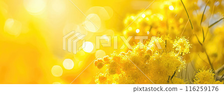 Mimosa flowers sunlight background, spring International Womens Day, March 8th 116259176