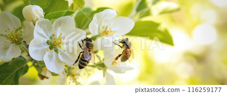 Close up of bees on white apple blossoms, natural macro spring background 116259177