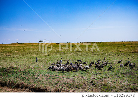 Kenyan Bird Vultures Wildlife Animals Wild Maasai Mara National Reserve Park Narok County Great Rift Valley Kenya East Africa Landscapes Travel Safaris bush Wild Savannah grasslands wilderness hilly m 116259178