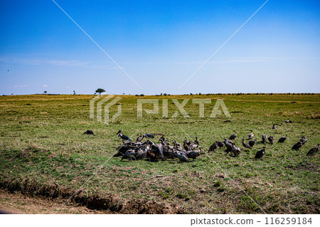 Kenyan Bird Vultures Wildlife Animals Wild Maasai Mara National Reserve Park Narok County Great Rift Valley Kenya East Africa Landscapes Travel Safaris bush Wild Savannah grasslands wilderness hilly m Kenyan Bird Vultures Wildlife Animals Wild Maasai Mara National Reserve Park Narok County Great Rift Valley Kenya East Africa Landscapes Travel Safaris bush Wild Savannah grasslands wilderness hilly m 116259184