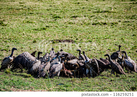 Kenyan Bird Vultures Wildlife Animals Wild Maasai Mara National Reserve Park Narok County Great Rift Valley Kenya East Africa Landscapes Travel Safaris bush Wild Savannah grasslands wilderness hilly m Kenyan Bird Vultures Wildlife Animals Wild Maasai Mara National Reserve Park Narok County Great Rift Valley Kenya East Africa Landscapes Travel Safaris bush Wild Savannah grasslands wilderness hilly m 116259251