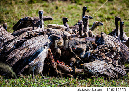 Kenyan Bird Vultures Wildlife Animals Wild Maasai Mara National Reserve Park Narok County Great Rift Valley Kenya East Africa Landscapes Travel Safaris bush Wild Savannah grasslands wilderness hilly m 116259253