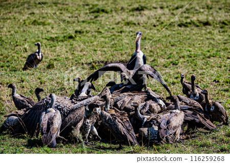 Kenyan Bird Vultures Wildlife Animals Wild Maasai Mara National Reserve Park Narok County Great Rift Valley Kenya East Africa Landscapes Travel Safaris bush Wild Savannah grasslands wilderness hilly m 116259268