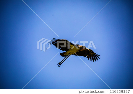 Kenyan Bird Vultures Wildlife Animals Wild Maasai Mara National Reserve Park Narok County Great Rift Valley Kenya East Africa Landscapes Travel Safaris bush Wild Savannah grasslands wilderness hilly m 116259337