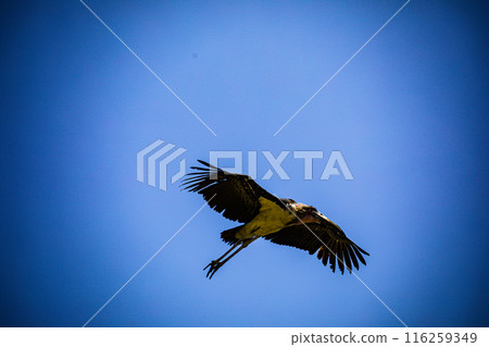 Kenyan Bird Vultures Wildlife Animals Wild Maasai Mara National Reserve Park Narok County Great Rift Valley Kenya East Africa Landscapes Travel Safaris bush Wild Savannah grasslands wilderness hilly m 116259349