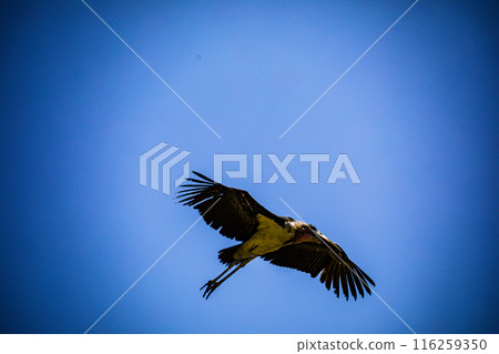 Kenyan Bird Vultures Wildlife Animals Wild Maasai Mara National Reserve Park Narok County Great Rift Valley Kenya East Africa Landscapes Travel Safaris bush Wild Savannah grasslands wilderness hilly m 116259350