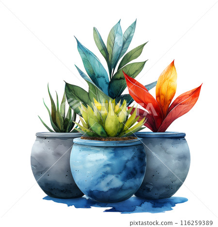 Watercolor and painting colorful fresh plants and succulents in flowerpot isolated on white background 116259389