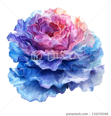 Watercolor and painting colorful fresh cabbage vegetable isolated on white background 116259390