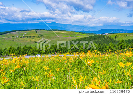(Nagano Prefecture) Beautiful day lilies blooming along the Venus Line, Kirigamine Plateau (Nagano Prefecture) Beautiful day lilies blooming along the Venus Line, Kirigamine Plateau 116259470