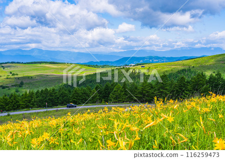 (Nagano Prefecture) Beautiful day lilies blooming along the Venus Line, Kirigamine Plateau (Nagano Prefecture) Beautiful day lilies blooming along the Venus Line, Kirigamine Plateau 116259473