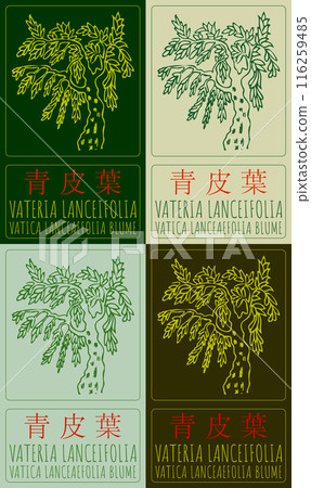 Set of vector drawing Vateria lanceifolia in Chinese in various colors. Hand drawn illustration. The Latin name is VATICA LANCEAEFOLIA BLUME Set of vector drawing Vateria lanceifolia in Chinese in various colors. Hand drawn illustration. The Latin name is VATICA LANCEAEFOLIA BLUME 116259485