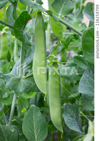 Green pea pods on a pea plants in a garden. Healthy food. 116259709