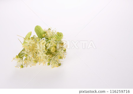 Linden blossom flowers on white background. Close up. Copy space Linden blossom flowers on white background. Close up. Copy space 116259716