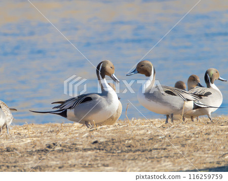 High-resolution photo of a flock of ducks 116259759
