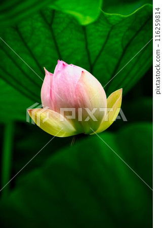 lotus flower, pure flower 116259814