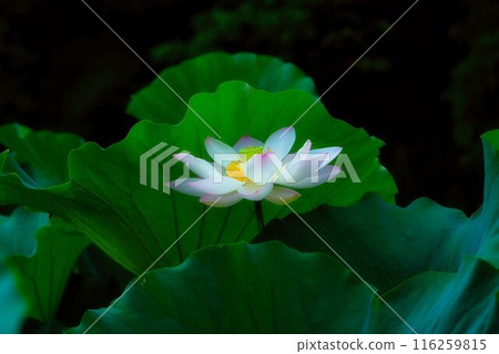 lotus flower, pure flower 116259815