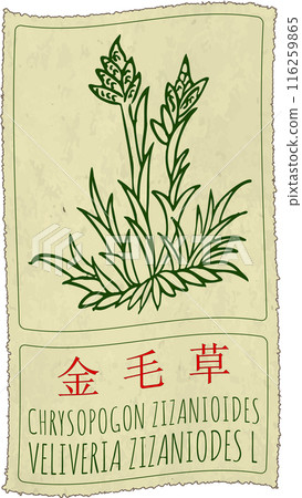 Vector drawing CHRYSOPOGON ZIZANIOIDES in Chinese. Hand drawn illustration. The Latin name is VELIVERIA ZIZANIODES L 116259865