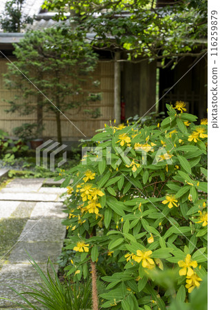 Kamakura 246 Zuisenji Temple 2 Weeping Willow 116259879
