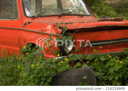 an abandoned red old car stands on an abandoned area overgrown with bushes an abandoned red old car stands on an abandoned area overgrown with bushes 116259900