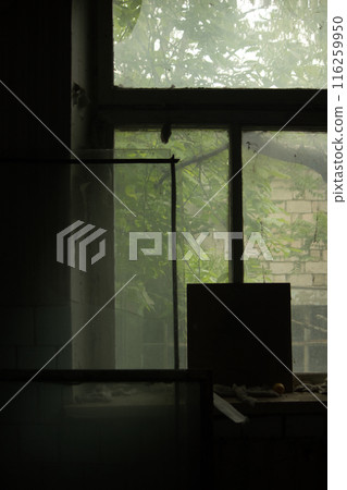 old dirty window and glass in an abandoned building and green foliage outside the dirty window old dirty window and glass in an abandoned building and green foliage outside the dirty window 116259950