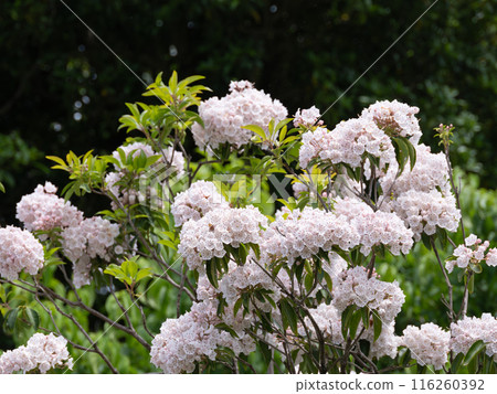 Karmia盛開 Karmia盛開 116260392