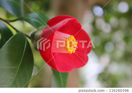 * Camellia * Camellia * Tsubaki * THUBAKI * 116260396