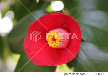 * Camellia * Camellia * Tsubaki * THUBAKI * * Camellia * Camellia * Tsubaki * THUBAKI * 116260398