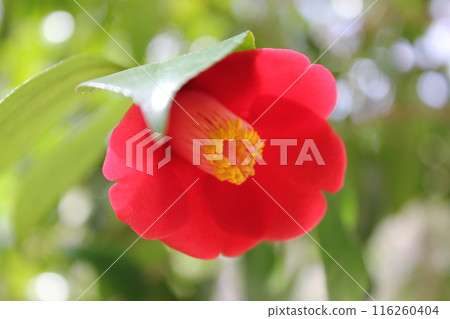 * Camellia * Camellia * Tsubaki * THUBAKI * 116260404