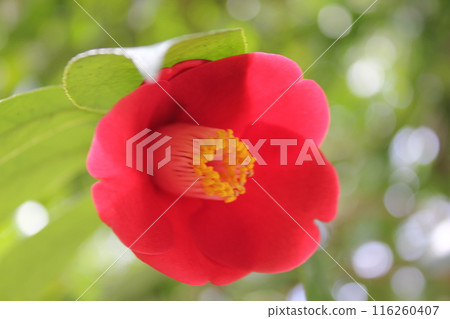 * Camellia * Camellia * Tsubaki * THUBAKI * * Camellia * Camellia * Tsubaki * THUBAKI * 116260407
