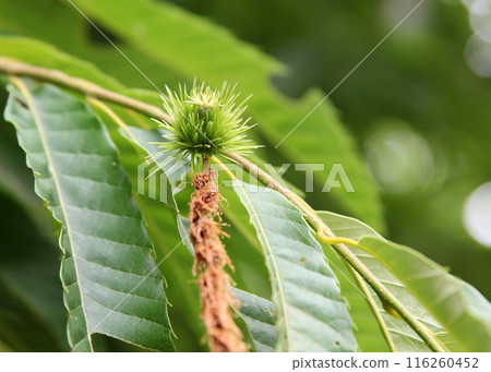Baby chestnut (young fruit) 116260452