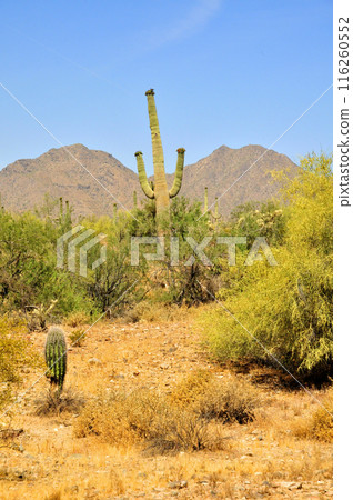 San Tan Mountains Sonora Desert Arizona 116260552