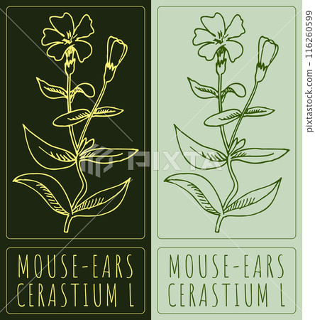 Vector drawing MOUSE-EARS. Hand drawn illustration. The Latin name is CERASTIUM L. 116260599