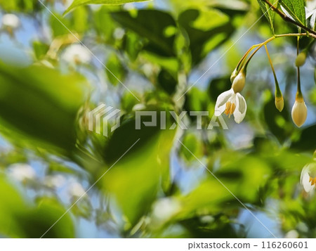 Styrax flower Styrax flower 116260601