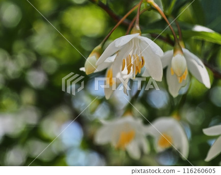 安息香花　 116260605