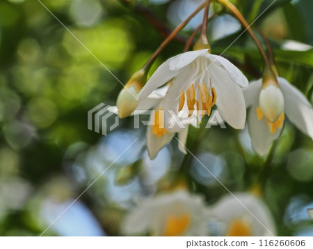 Styrax flower　 116260606