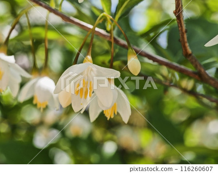 安息香花 安息香花 116260607