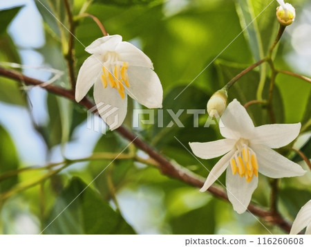 安息香花　 116260608