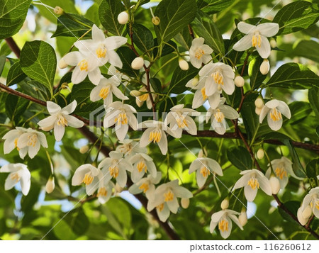 安息香花　 116260612