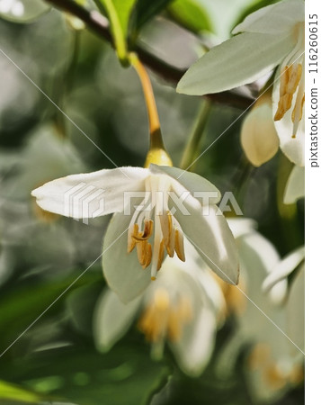 Styrax flower　 116260615