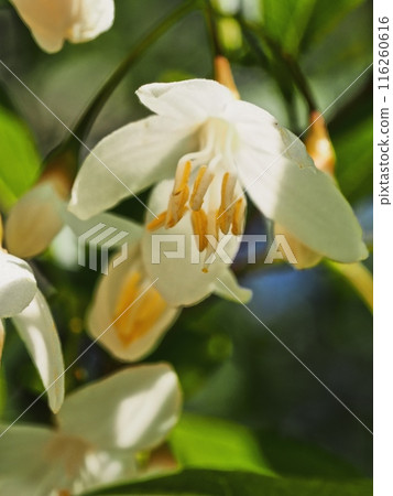 Styrax flower　 116260616