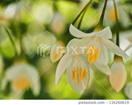Styrax flower Styrax flower 116260619