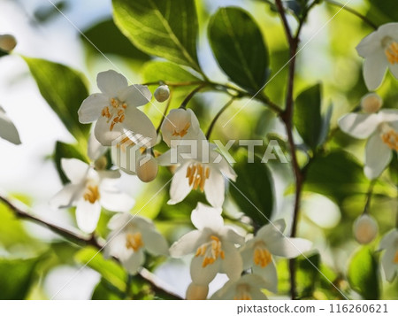 Styrax flower　 116260621