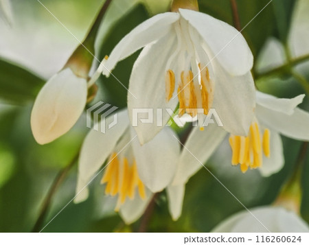 Styrax flower　 116260624
