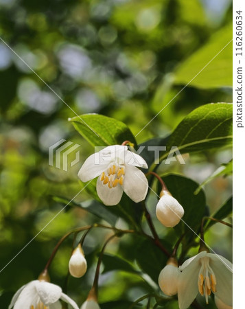 Styrax flower　 116260634