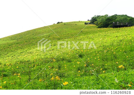 Summer in Kirifuri Plateau - Scenery of the Hesugehira Garden with Hesuge flowers in full bloom Summer in Kirifuri Plateau - Scenery of the Hesugehira Garden with Hesuge flowers in full bloom 116260928