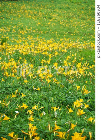 Summer in Kirifuri Plateau - Scenery of the Hesugehira Garden with Hesuge flowers in full bloom 116260934