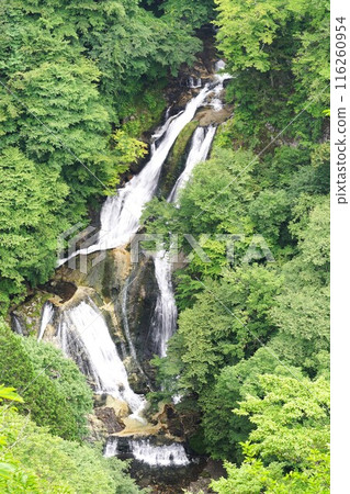 Kirifuri Plateau in summer - Scenery of the lower part of Kirifuri Plateau surrounded by fresh greenery 116260954