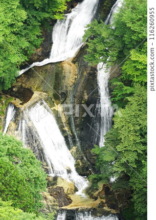 Summer Kirifuri Plateau: Scenery of the lower tier of Kirifuri Falls surrounded by fresh greenery 116260955