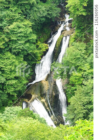 Summer Kirifuri Plateau: Scenery of the lower tier of Kirifuri Falls surrounded by fresh greenery 116260956